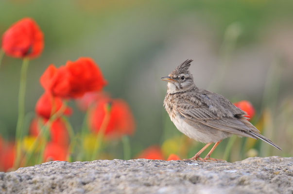 HAUBENLERCHE, CRESTED LARK, GALERIDA CRISTATA