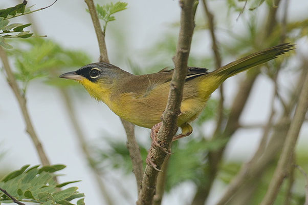 WIESEN-GELBKEHLCHEN, GRAY-CROWNED YELLOWTHROAT, GEOTHLYPIS POLIOCEPHALA 