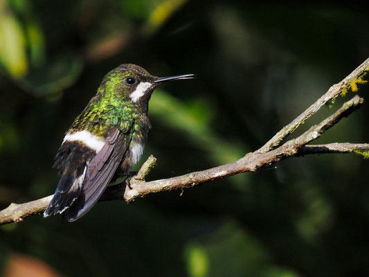 GRÜNE FADENELFE, GREEN THORNTAIL - DISCOSURA CONVERSII