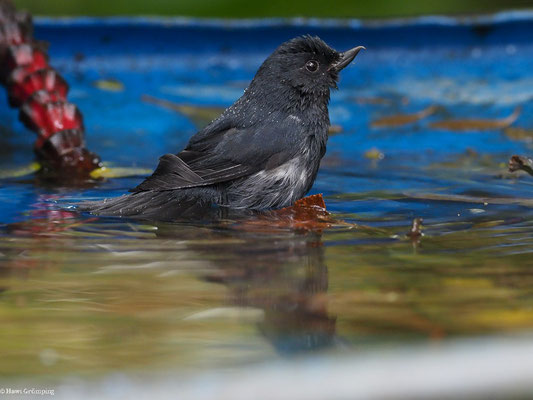 SCHIEFERHAKENSCHNABEL, WHITE-SIDED FLOWERPIERCER - DIGLOSSA ALBILATERA