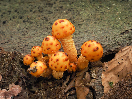 Schleimiger Schüppling - Pholiota adiposa