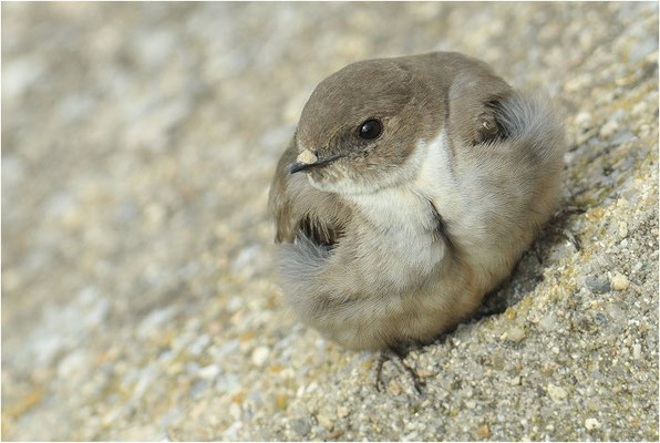 FELSENSCHWALBE, CRAG MARTIN,  PTYONOPROGNE RUPESTRIS