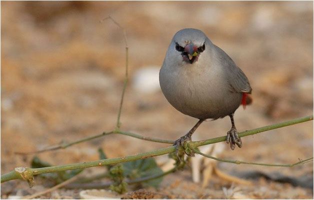 SCHÖNBÜRZELCHEN, LAVENDER WAXBILL, ESTRILDA CAERULESCENS