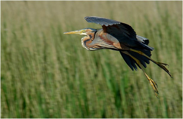 PURPURREIHER, PURPLE HERON, ARDEA PURPUREA