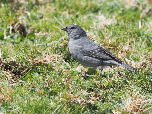 BLEIAMMER-TANGARE, PLUMBEOUS SIERRA-FINCH - PHRYGILUS UNICOLOR