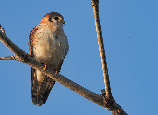 BUNTFALKLE, AMERICAN KESTREL, FALCO SPARVERIUS