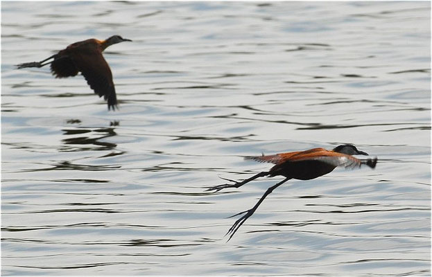 BLAUSTIRN-BLATTHÜHNCHEN, AFRICAN JACANA, ACTOPHILORNS AFRICANUS