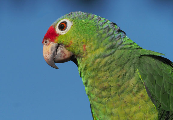 GELBWANGENAMAZONE, RED-LORED PARROT, AMAZONA AUTUMNALIS