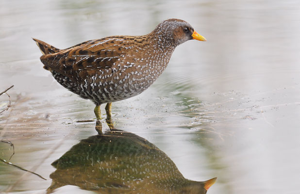 TÜPFELRALLE, SPOTTED CRAKE, PORZANA PORZANA