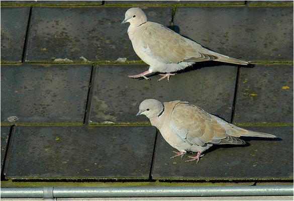 RINGELTAUBE, WOOD PIGEON,  COLUMBA PALUMBUS