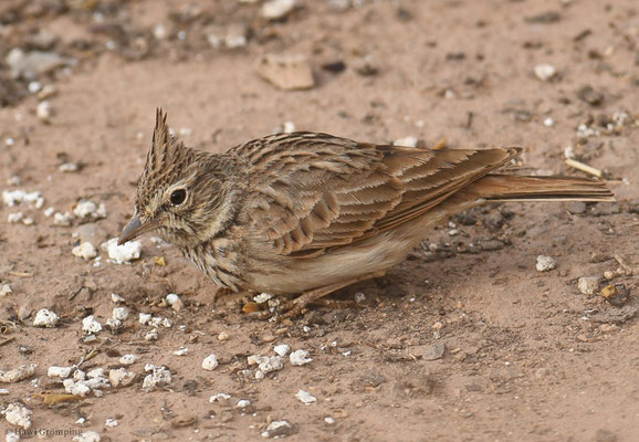 THEKLALERCHE, THEKLA LARK, GALERIDA THEKLAE