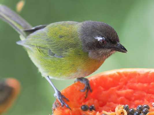 BRAUNKOPFTANGARE, COMMON BUSH-TANAGER, CHLOROSPINGUS OPHTHALMICUS