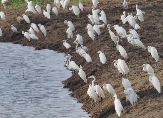 SILBERREIHER, GREAT EGRET, ARDEA ALBA