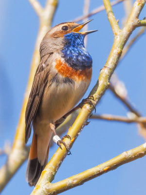 Blaukehlchen, bluethroat, luscinia svecica 