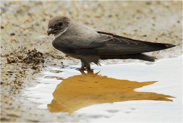 FELSENSCHWALBE, CRAG MARTIN,  PTYONOPROGNE RUPESTRIS