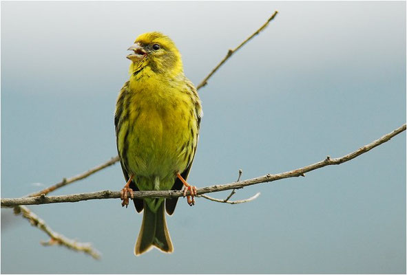GIRLITZ, SERIN, SERINUS SERINUS