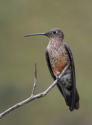 RIESENKOLIBRI, GIANT HUMMINGBIRD - PATAGONA GIGAS