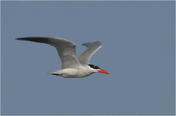 RAUBSEESCHWALBE, CASPIAN TERN, STERNA CASPIA