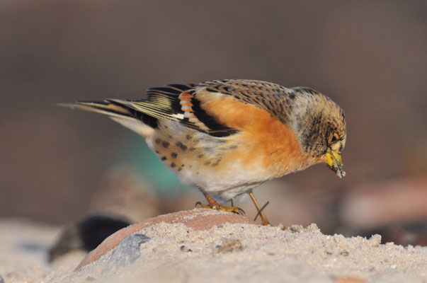 BERGFINK, BRAMBLING, FRINGILLA MONTIFRINGILLA