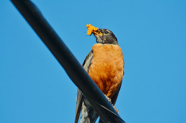 WANDERDROSSEL, AMERICAN ROBIN, TURDUS MIGRATORIUS