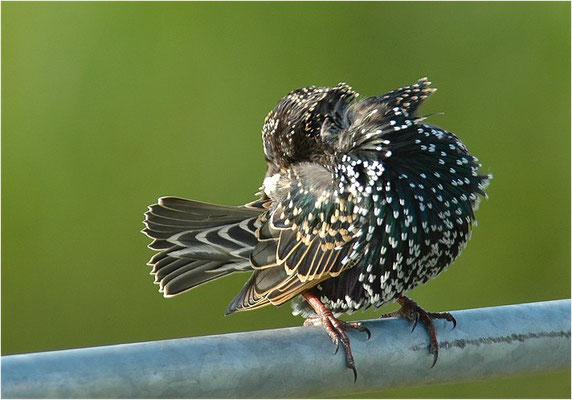 STAR, STARLING, STURNUS VULGARIS