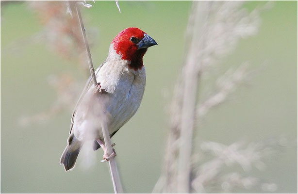 ROTKOPFWEBER, RED-HEADED QUELEA, QUELEA ERYTHROPS