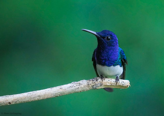 WEISSNACKENKOLIBRI, WHITE-NECKED JACOBIN, FLORISUGA MELLIVORA