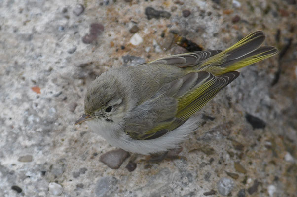BERGLAUBSÄNGER, WESTERN BONELLI´S WARBLER, PHYLLOSCOPUS BONELLI