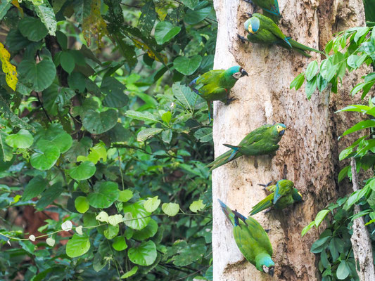 Rotbauchara, Red-bellied Macaw - Orthopsittaca manilatus
