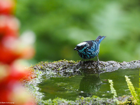 SILBERFLECKENTANGARE, BERYL-SPANGLED TANAGER - TANGARA NIGROVIRIDIS