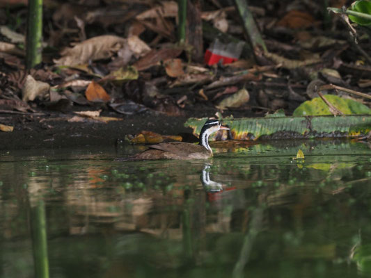 Zwergbinsenralle, Sungrebe - Heliornis fulica