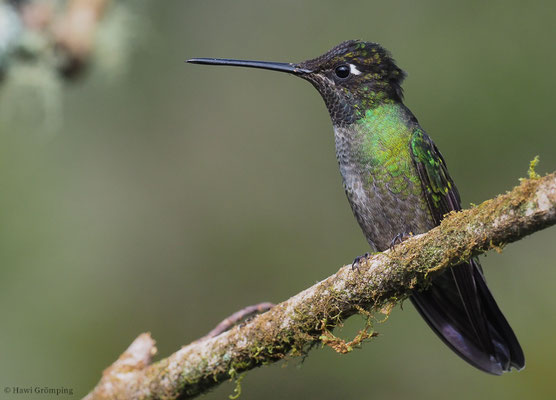 TALAMANCA-KOLIBRI, ADMIRABLE HUMMINGBIRD, EUGENES SPECTABILIS