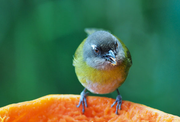 BRAUNKOPFTANGARE, COMMON BUSH-TANAGER, CHLOROSPINGUS OPHTHALMICUS