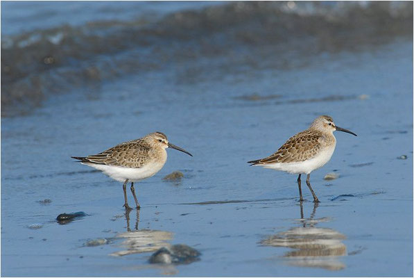 SICHELSTRANDLÄUFER, CURLEW SANDPIPER, CALIDRIS FERRUGINEA