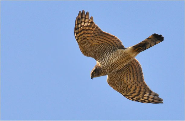 SPERBER, SPARROWHAWK, ACCIPITER NISUS