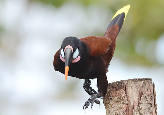 MONTEZUMA-STIRNVOGEL, MONTEZUMA OROPENDOLA, PSAROCOLIUS MONTEZUMA