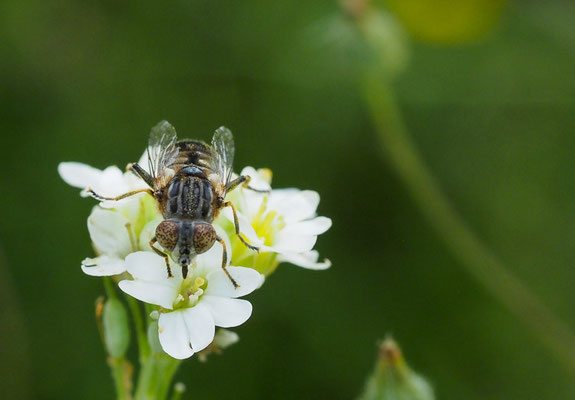 Matte Faulschlammschwebfliege, Eristalinus sepulchralis 