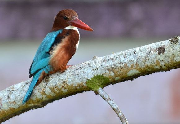 BRAUNLIEST, WHITE-THROATED KINGFISHER-HALCYON SMYRNENSIS