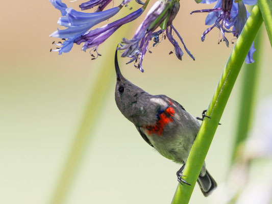 BLAUBANDNEKTARVOGEL, SOUTHERN DOUBLE-COLLARED SUNBIRD, CINNYRIS CHALYBEUS