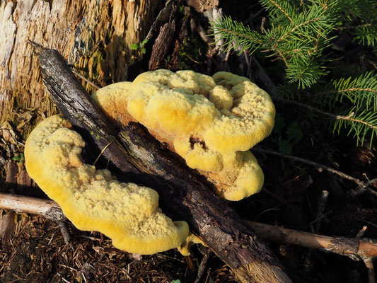 Kiefern-Braunporling - Phaeolus schweinitzii