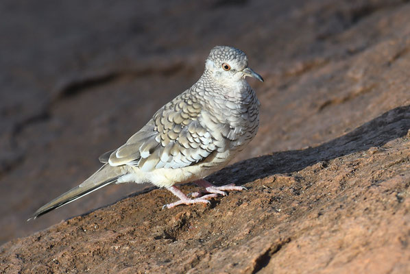 SCHUPPENTÄUBCHEN, SCALED DOVE, COLUMBINA SQUAMMATA