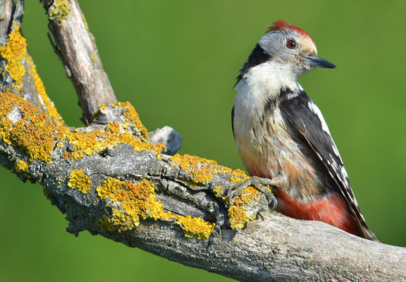 MITTELSPECHT, MIDDLE-SPOTTED WOODPECKER