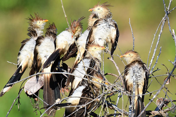 GUIRAKUCKUCK, GUIRA CUCKOO, GUIRA GUIRA