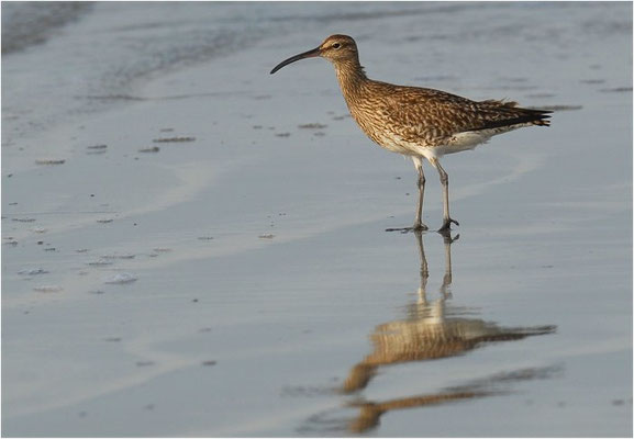 REGENBRACHVOGEL, WHIMBREL, NUMENIUS PHAEOPUS