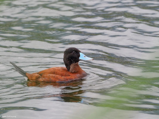 ANDENRUDERENTE, ANDEAN DUCK - OXYURA FERRUGINEA