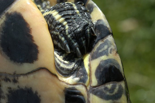 Weibchen der Rotwangenschildkröte