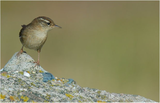 ZAUNKÖNIG, WREN, TROGLODYTES TROGLODYTES