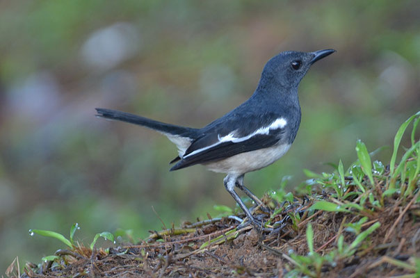 DAJALDROSSEL, ORIENTAL MAGPIE ROBIN, COPSYCHUS SAULARIS