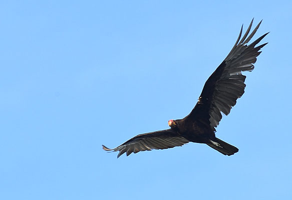 KLEINER GELBKOPFGEIER, LESSER YELLOW-HEADED VULTURE, CATHARTES BURROVIANUS