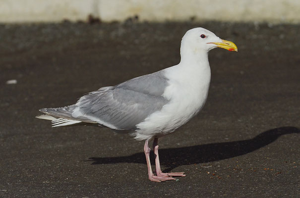 BERINGMÖWE, GLAUCOUS-WINGED GULL, LARUS GLAUCESCENS